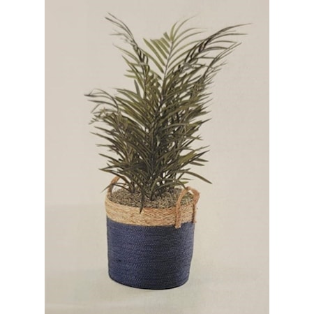 44" Divarf Areca Palm in Blue Basket